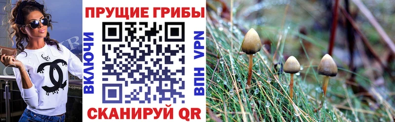 Купить  Краснокаменск  Галлюциногенные грибы Cubensis 